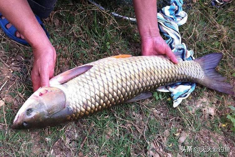 釣草魚最佳時間_草魚用什么魚餌最好釣_深秋釣草魚方法