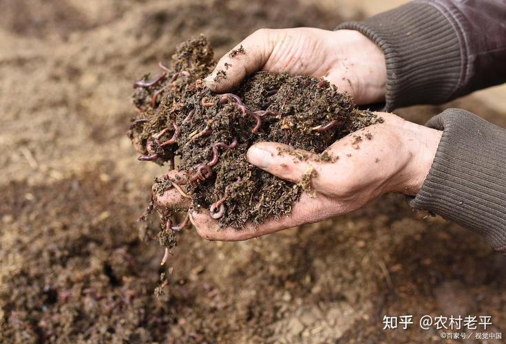 蚯蚓高效養殖技術_蚯蚓分期飼養管理方法_蚯蚓人工養殖技術
