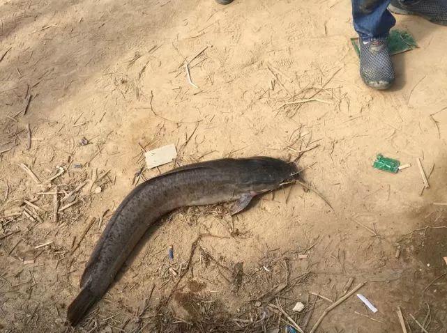 最大塘鲺_大塘鲺魚怎么做才好吃_大塘鲺魚