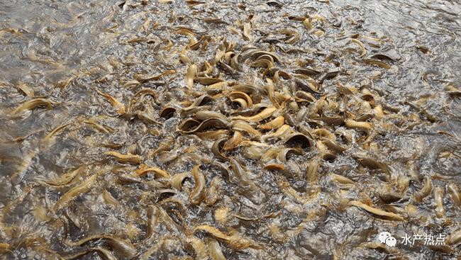 大塘鲺魚_最大塘鲺_大塘鲺魚怎么做才好吃