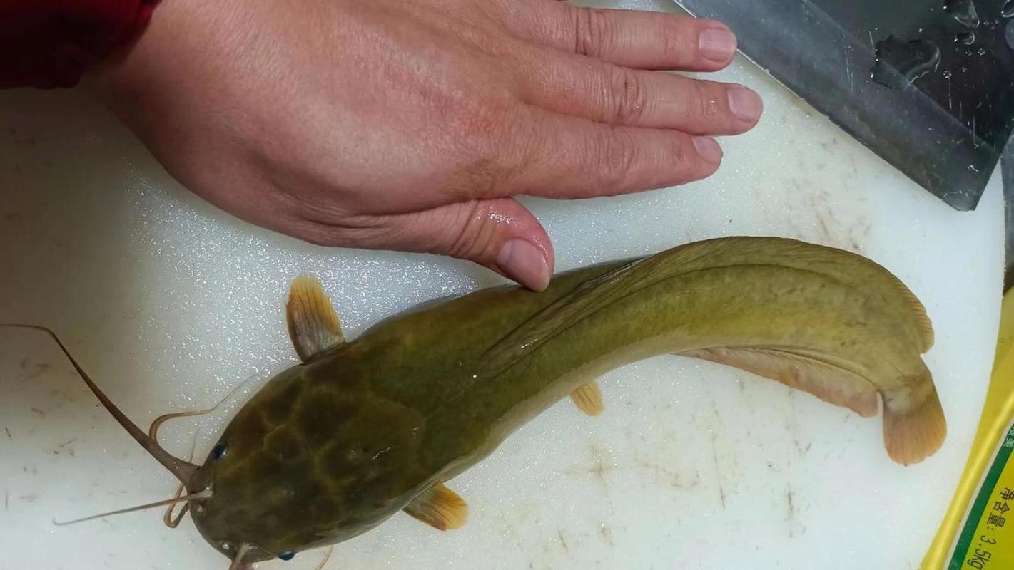 大塘鲺魚_最大塘鲺_大塘鲺魚怎么做才好吃