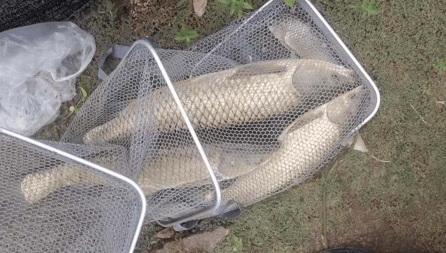 秋季釣草魚用什么餌料上魚快_野釣草魚用什么餌最好_新手秋季釣草魚選餌料技巧