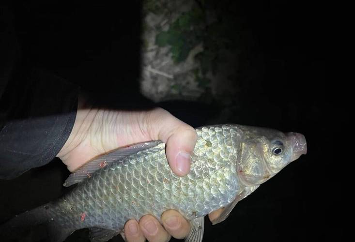 春季夜釣大水面策略_夜釣破解日間困局技巧_夜釣水庫釣魚技巧