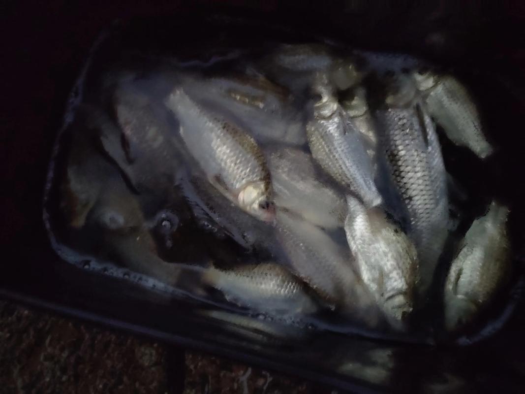 夜釣破解日間困局技巧_夜釣水庫釣魚技巧_春季夜釣大水面策略