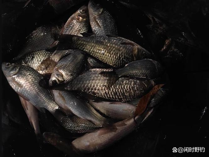 春季夜釣大水面策略_夜釣水庫釣魚技巧_夜釣破解日間困局技巧