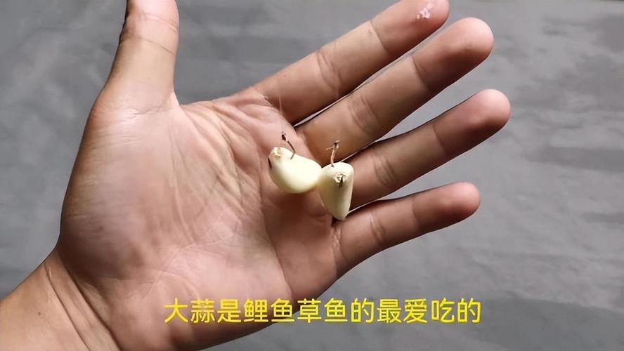 夏季釣草魚好用的魚餌_野釣草魚用什么餌最好_桑葚釣草魚技巧