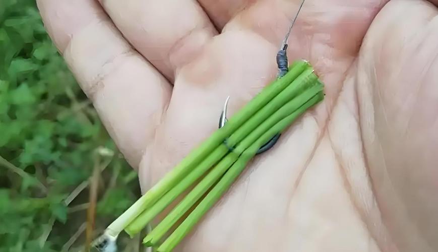 夏季釣草魚好用的魚餌_野釣草魚用什么餌最好_桑葚釣草魚技巧