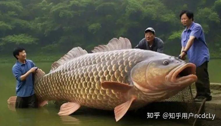 夜釣水庫釣魚技巧_夜釣深淺選擇_夜釣淺灘水深