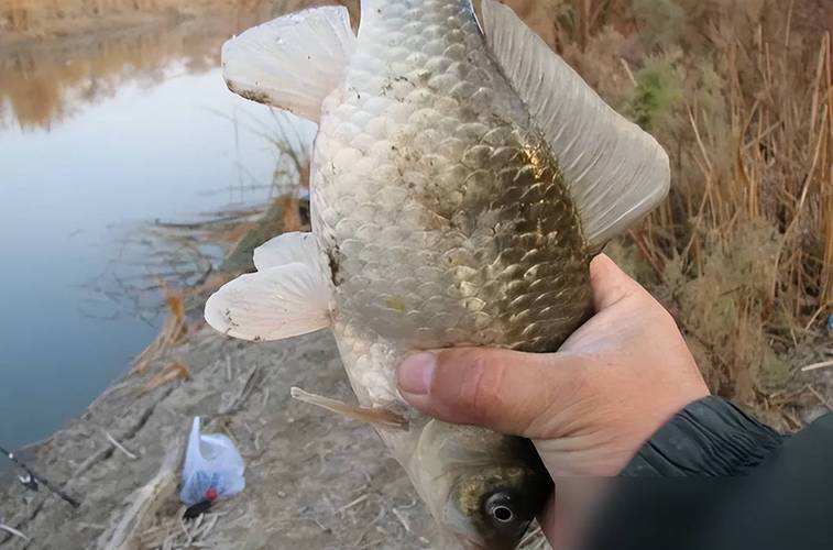 秋末初冬釣鯽魚_子線選擇技巧_初冬釣鯽魚技巧