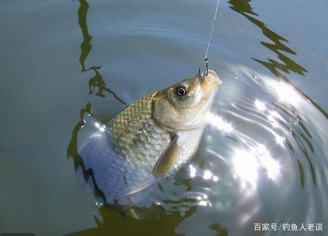 秋末初冬釣鯽魚_子線選擇技巧_初冬釣鯽魚技巧