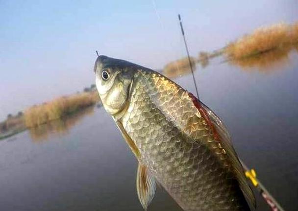 冬釣鯽魚調漂技巧_冬季釣魚鯽魚傳統釣法_初冬釣鯽魚技巧