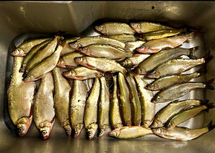 潴龍河上游是哪_潴龍河水到哪里了_潴龍河釣魚