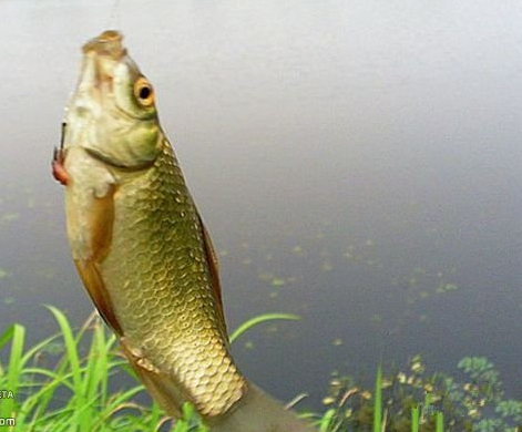 夏天釣鯽魚用什么漂型比較好_夏季野釣鯽魚怎樣調漂_半水調漂掛雙餌釣目一致