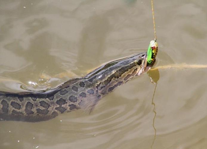 釣黑魚時機_如何釣黑魚_釣肉食性魚類