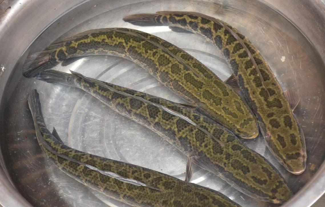 如何釣黑魚_釣黑魚時機_釣肉食性魚類