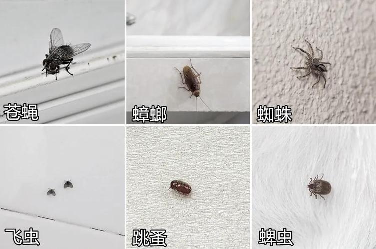 超級賤的蟲子動畫片出自哪里_超級賤的蟲子_賤蟲cp