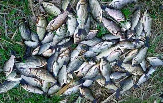 釣鯽魚鯉魚鯰魚黃顙魚方法_朝天鉤釣魚技巧_朝天鉤釣魚技巧