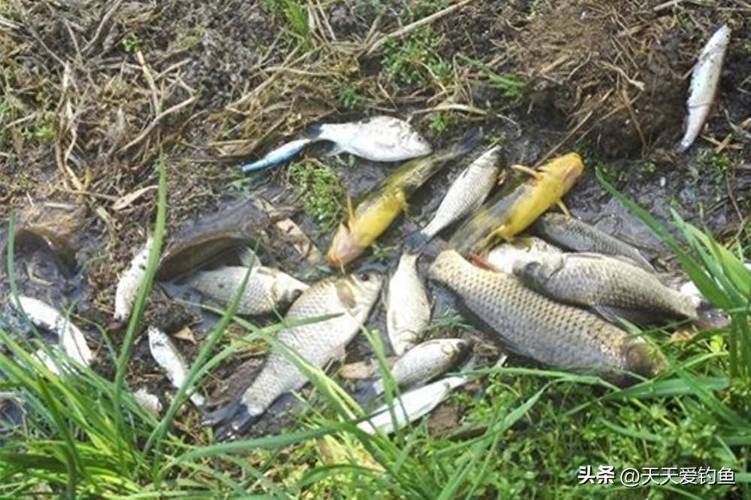 釣鯽魚鯉魚鯰魚黃顙魚方法_朝天鉤釣魚技巧_朝天鉤釣魚技巧