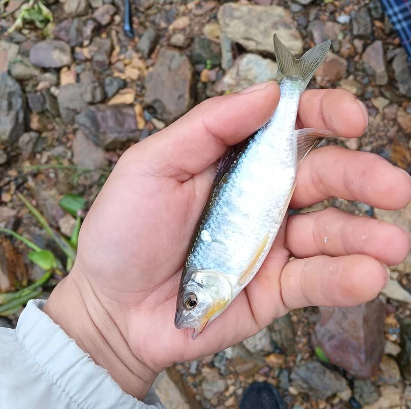 路亞白條_高效路亞白條技巧_白條攝食規律與釣組配置