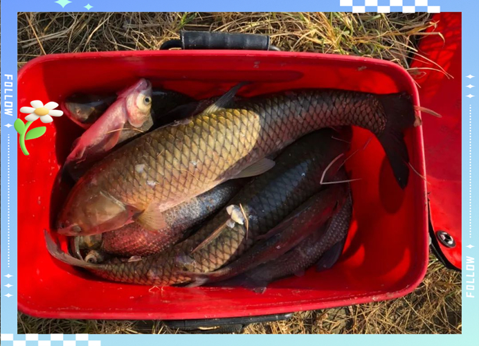 水庫釣草魚用什么餌料最好_釣草魚天氣選擇_釣草魚技巧