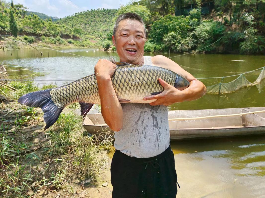 水庫釣草魚用什么餌料最好_釣草魚天氣選擇_釣草魚技巧