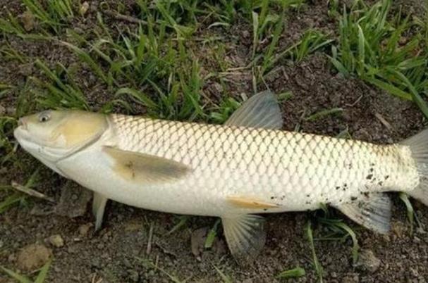 釣草魚天氣選擇_水庫釣草魚用什么餌料最好_釣草魚技巧