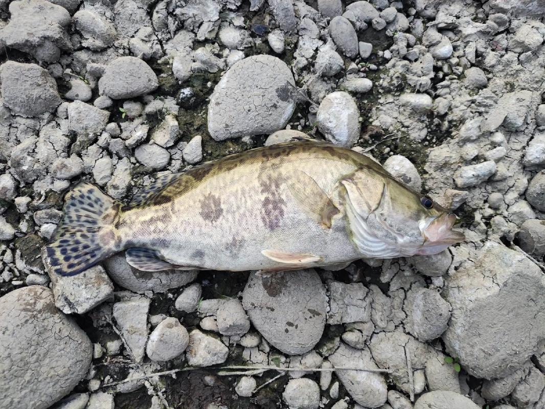 路亞釣鱖魚技巧_鱖魚生態習性詳解_路亞釣什么魚