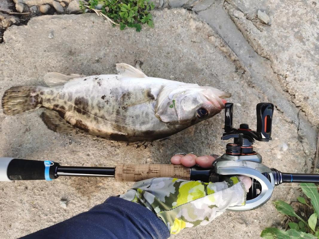 路亞釣什么魚_路亞釣鱖魚技巧_鱖魚生態習性詳解