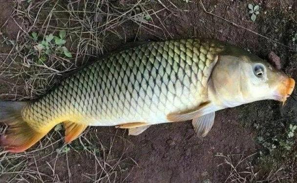 夏季釣魚技巧入門_初夏釣魚技巧_釣位選擇技巧