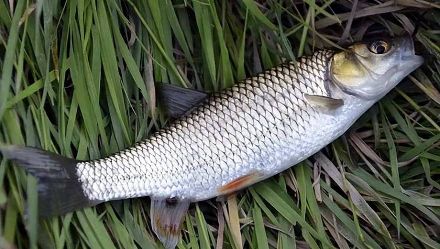 釣位選擇技巧_夏季釣魚技巧入門_初夏釣魚技巧