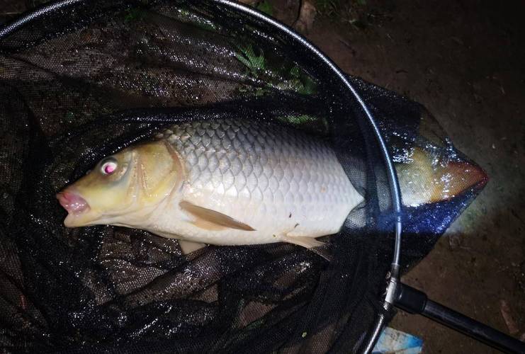 夜釣水庫安全注意事項_水庫晚上釣魚技巧_秋季夜晚水庫釣魚技巧
