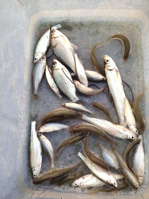 怎樣釣草魚_冬季釣魚技巧_冬天釣草魚用什么餌比較好