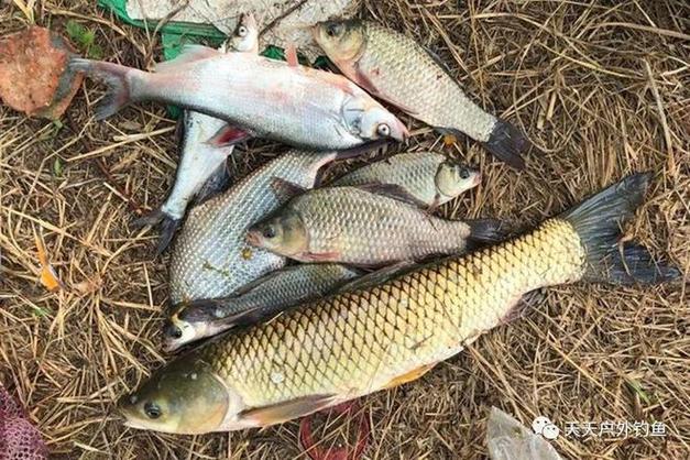 怎樣釣草魚_冬季釣魚技巧_冬天釣草魚用什么餌比較好