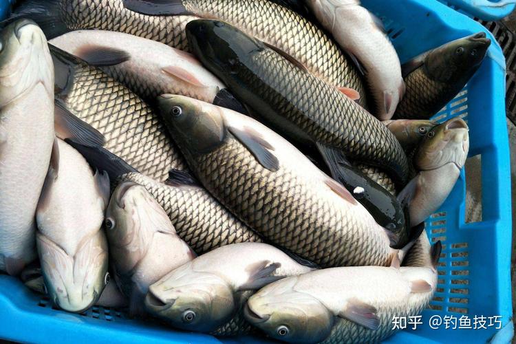 冬天釣草魚用什么餌比較好_冬季釣魚技巧_怎樣釣草魚