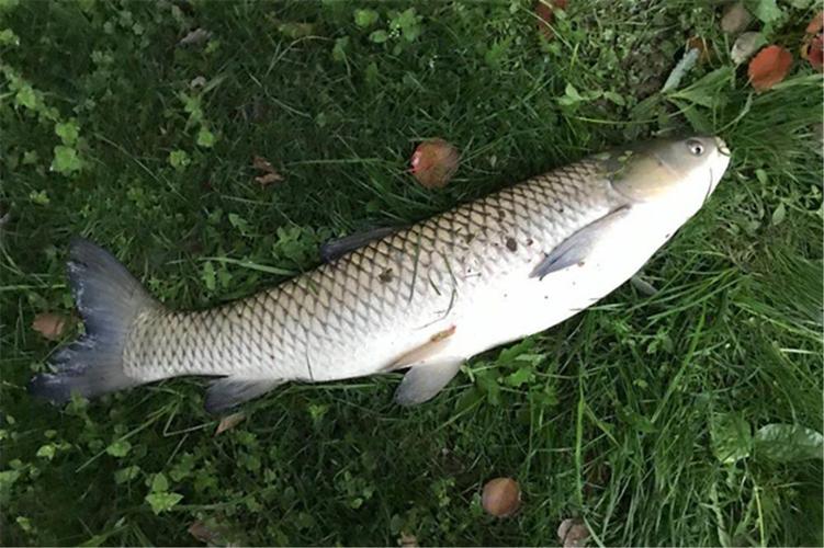 釣草魚餌料選擇_玉米釣草魚技巧_深秋釣草魚用什么餌料最好的選擇