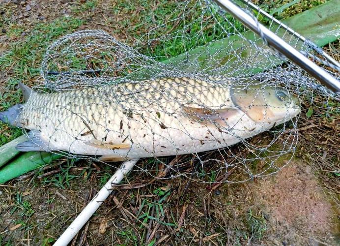 釣草魚餌料選擇_玉米釣草魚技巧_深秋釣草魚用什么餌料最好的選擇