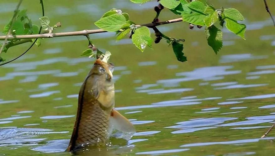 初秋草魚釣位餌料技巧_秋季野釣草魚方法_深秋釣草魚用什么餌最好釣