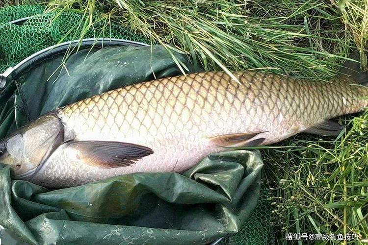 秋季野釣草魚技巧_草魚秋季垂釣餌料搭配_深秋釣草魚用什么餌料最好的選擇