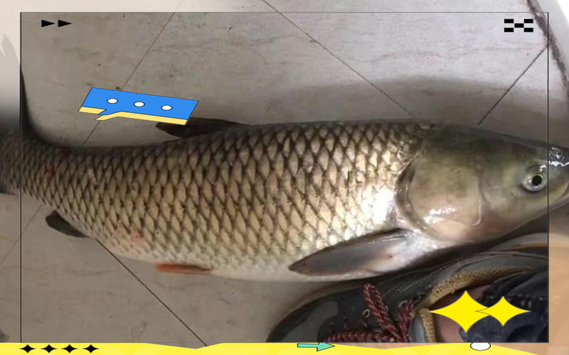秋季野釣草魚技巧_草魚秋季垂釣餌料搭配_深秋釣草魚用什么餌料最好的選擇