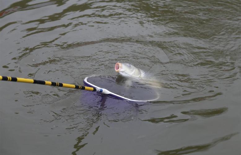 三本釣魚視頻野釣實戰_三木先生最新釣魚視頻_釣魚視頻2019