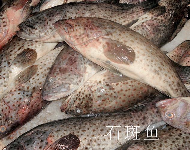 石斑魚產卵期釣法_海釣石斑魚技巧_石斑魚種類與生活環境