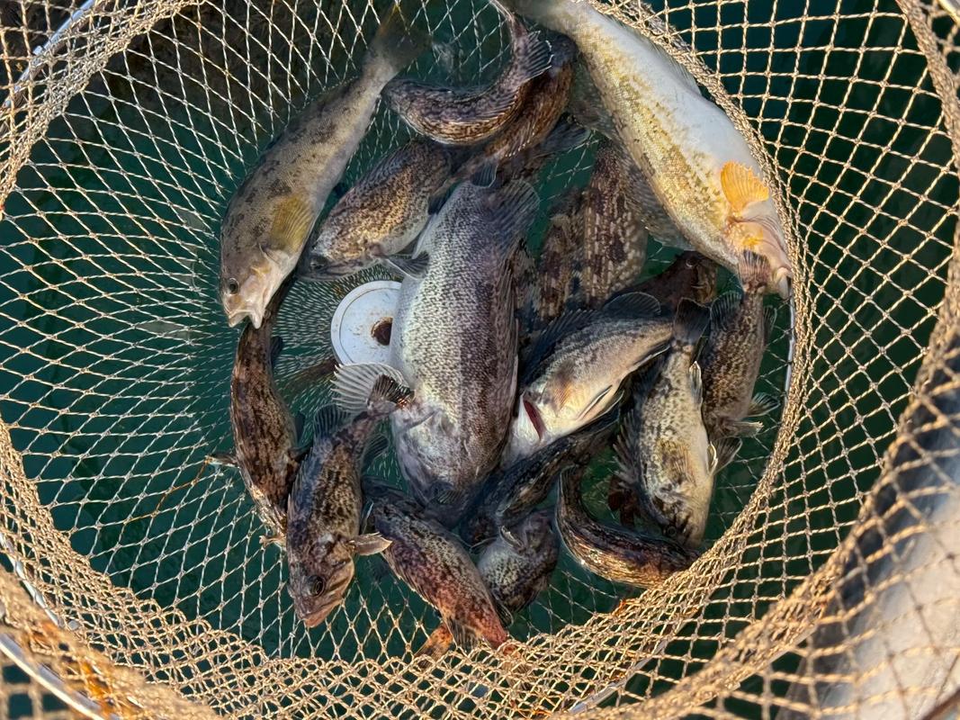 海釣石斑魚技巧_石斑魚種類與生活環境_石斑魚產卵期釣法