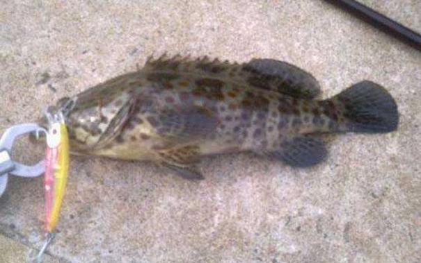 石斑魚產卵期釣法_石斑魚種類與生活環境_海釣石斑魚技巧