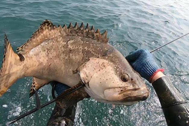 釣東海石斑魚技巧_石斑魚釣點選擇秘訣_海釣石斑魚技巧