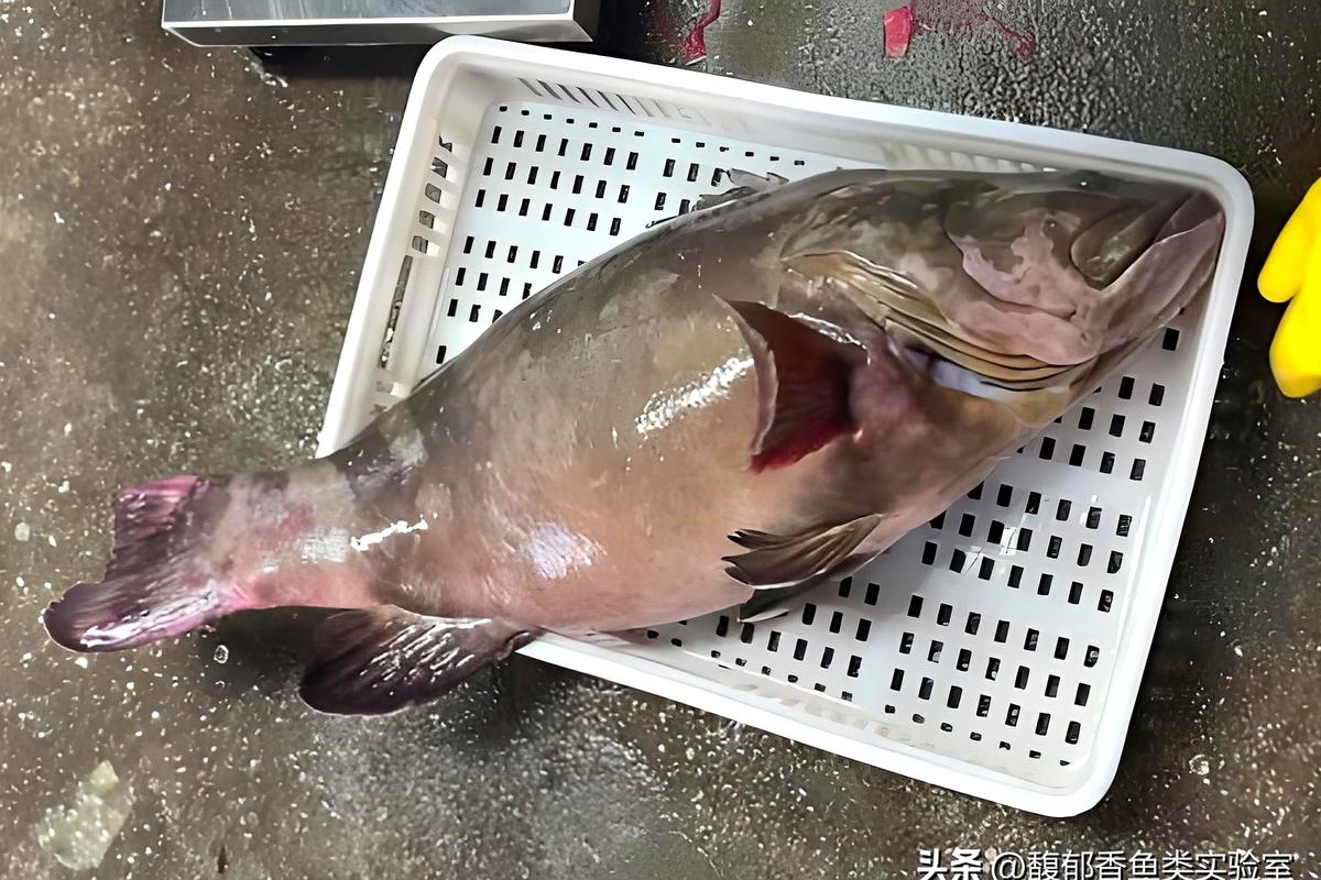海釣石斑魚技巧_釣東海石斑魚技巧_石斑魚釣點選擇秘訣