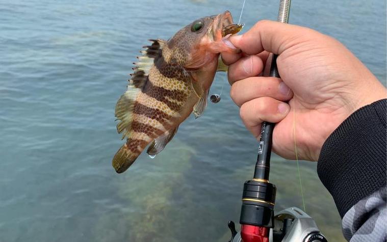 海釣石斑魚技巧_釣東海石斑魚技巧_石斑魚釣點選擇秘訣