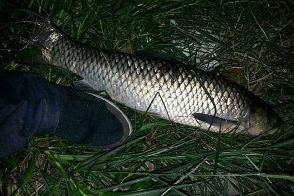 夜釣草魚的最佳時間_草魚打窩方法_釣草魚技巧