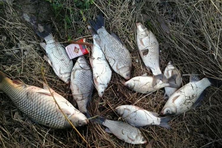 夜釣草魚的最佳時間_釣草魚技巧_草魚打窩方法