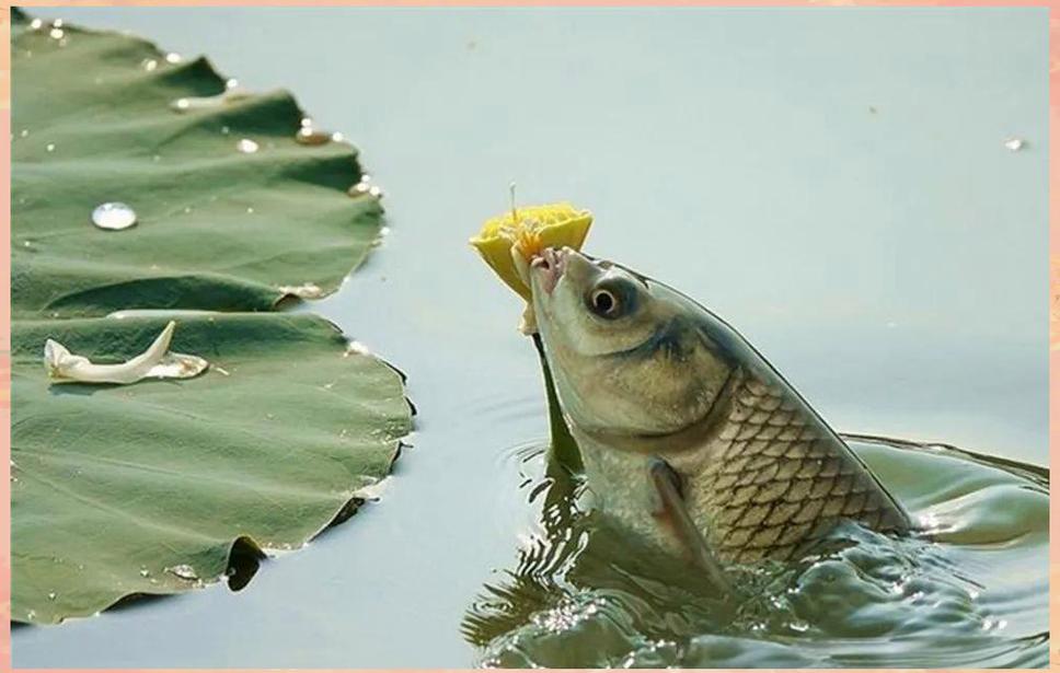 草魚打窩方法_釣草魚技巧_夜釣草魚的最佳時間