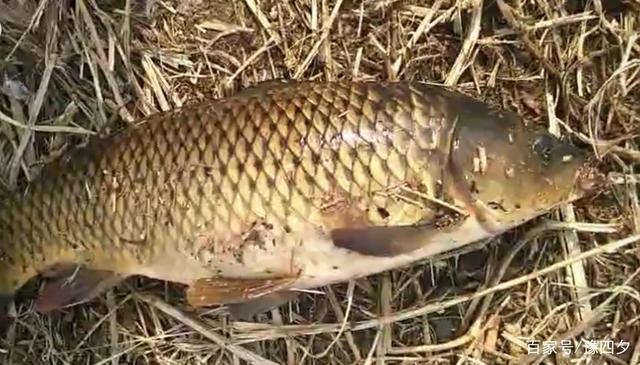 面包釣鯽魚好用嗎_面包釣鯉魚好不好釣_一塊面包釣到最大鯉魚